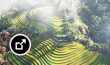 Bird’s-eye view of tropical forest in Vietnam