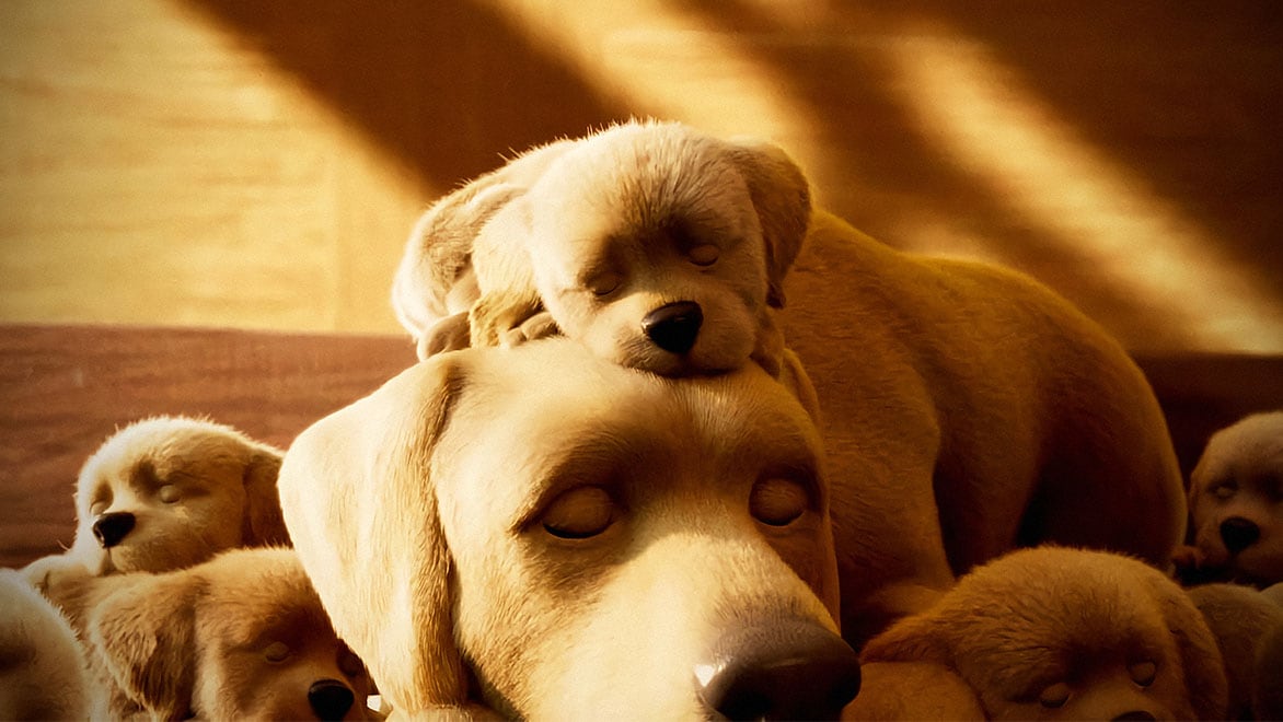 Closeup of CG dogs sleeping